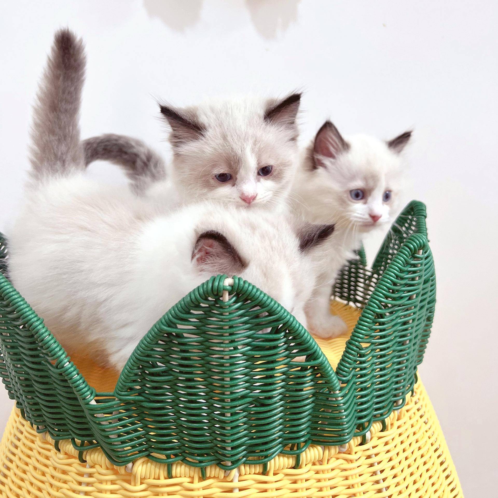 猫窝藤编可水洗半封闭式狗窝冬季保暖四季通用宠物用品双层猫笼