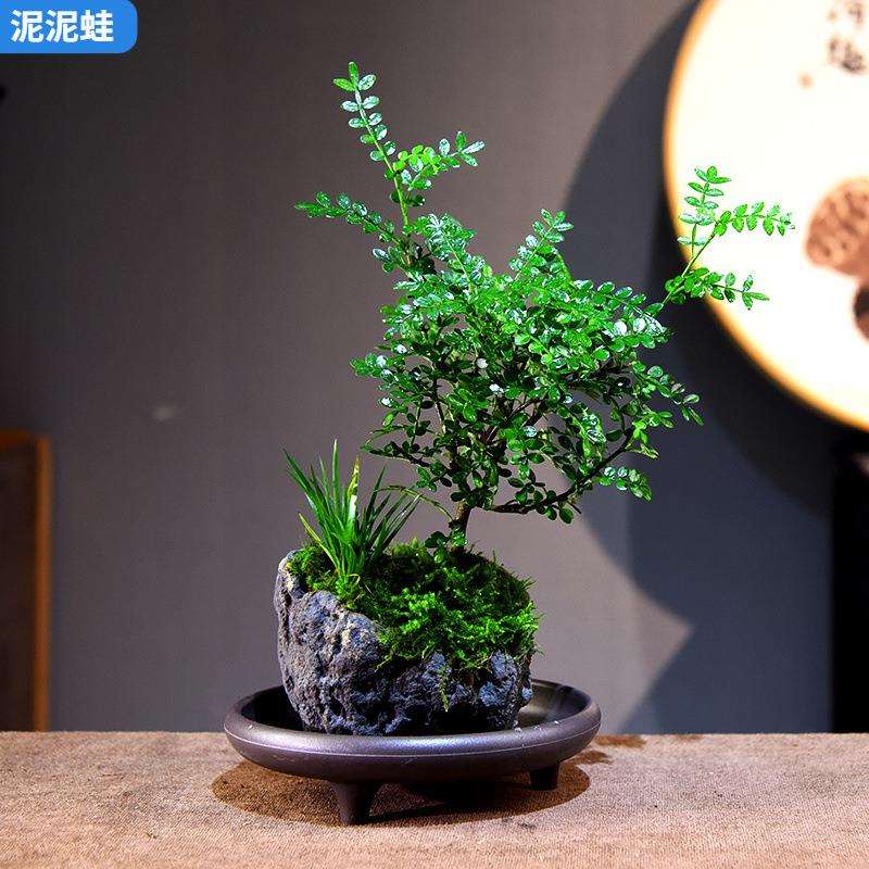 清香胡椒木盆景山水盆金钱菖蒲景观绿植室内桌面中式装饰摆件好养