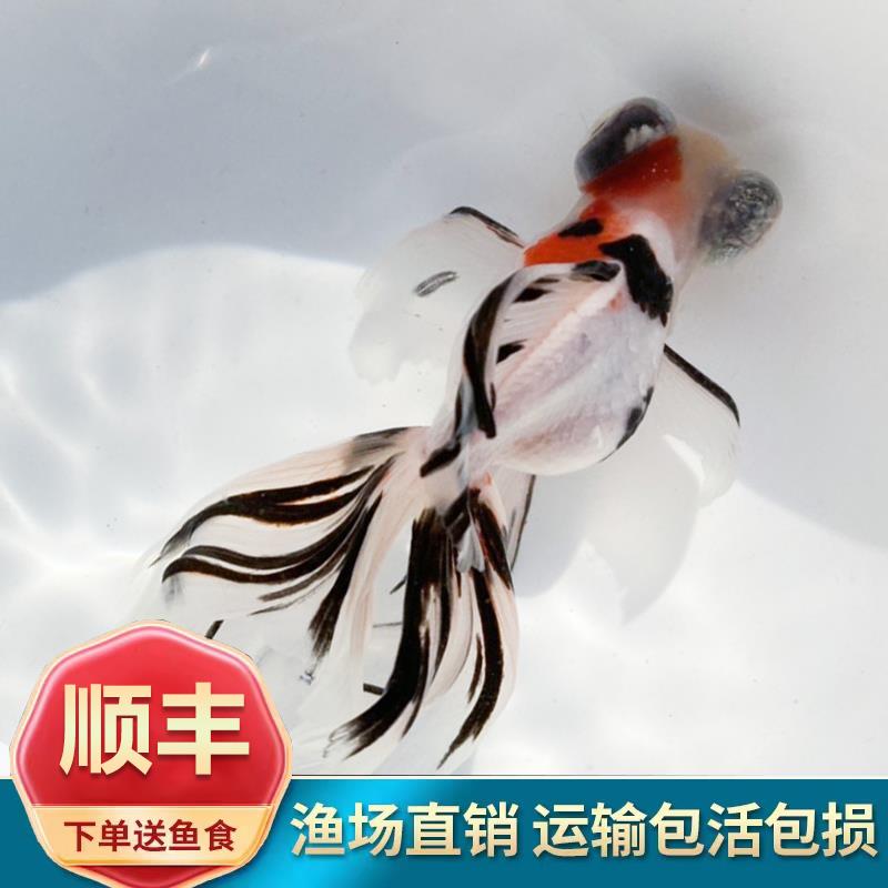 蝶尾精品金鱼龙睛包金蝶尾鱼熊猫金鱼苗鱼苗宠物鱼冷水观赏鱼小型
