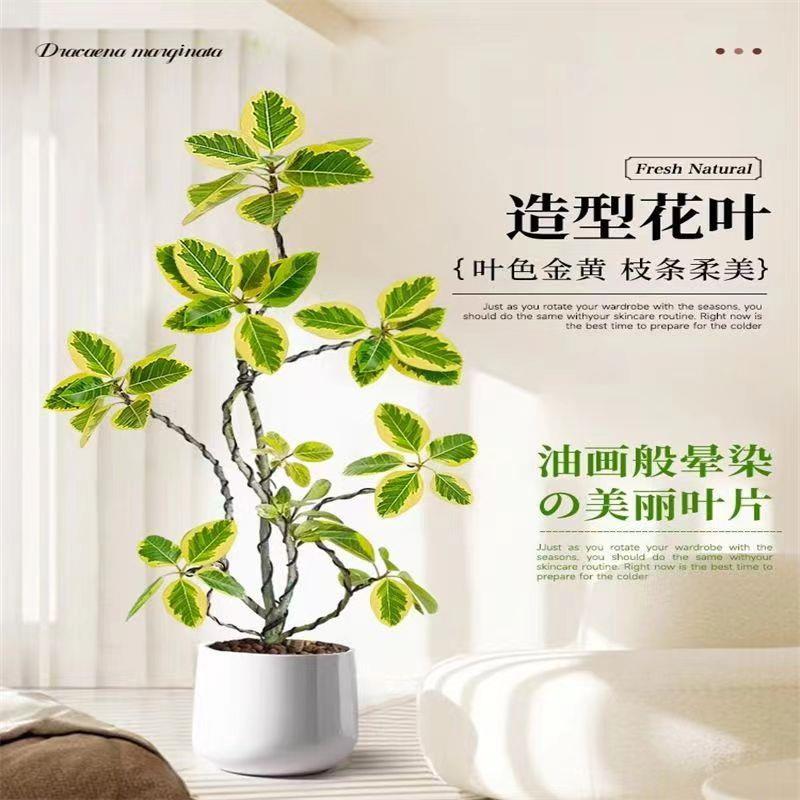 黄金榕轻奢花叶富贵榕树绿植物客厅办公室内造型盆景大型盆栽落地