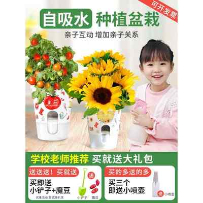 儿童种植小盆栽幼儿园学生小花农迷你观察植物生长向日葵种子草莓