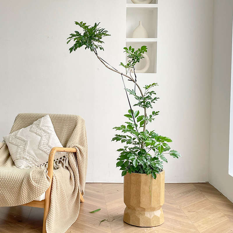 开花植物客厅落地式绿植室内大盆栽真花四季好养旺宅阳台造型花卉