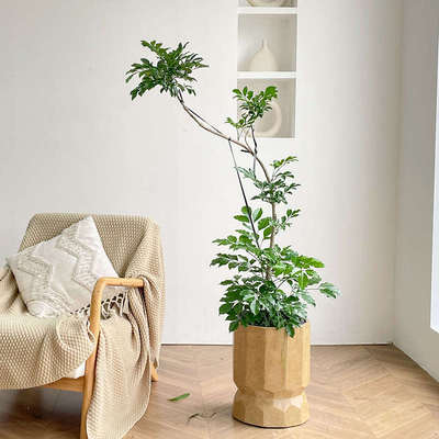 开花植物客厅落地式绿植室内大盆栽真花四季好养旺宅阳台造型花卉