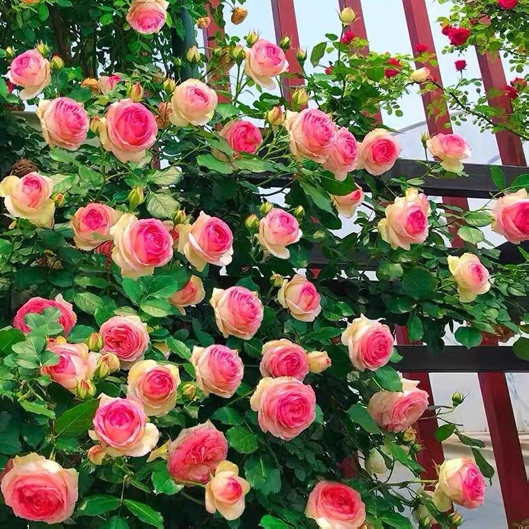 进口藤本月季花苗盆栽四季开花盆栽庭院阳台爬藤多花蔷薇龙沙宝石