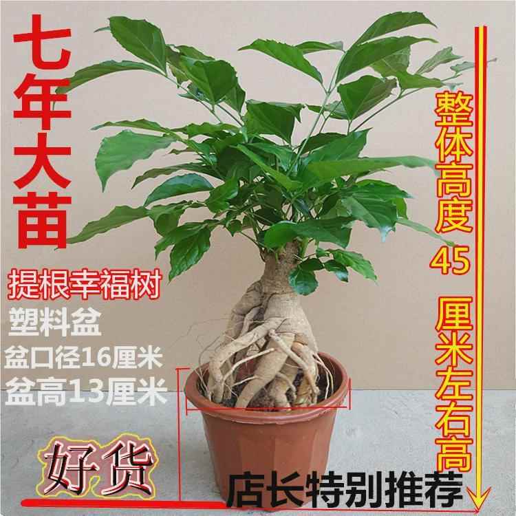 幸福树四盆栽室other植物花卉 季常青绿宝树提根内老桩盆财景客厅