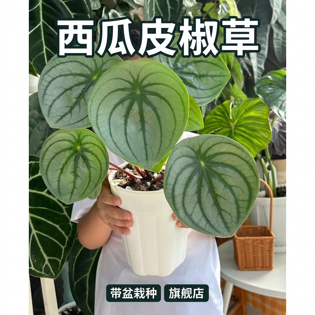 麒麟瓜椒草西瓜皮椒草盆栽 室内桌面绿植 圆叶ins北欧趣味小清新