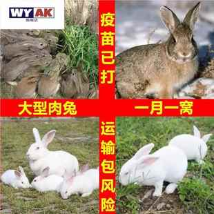 兔子活苗小活物公母一对肉兔家养月月兔宠物兔好养幼兔小白兔