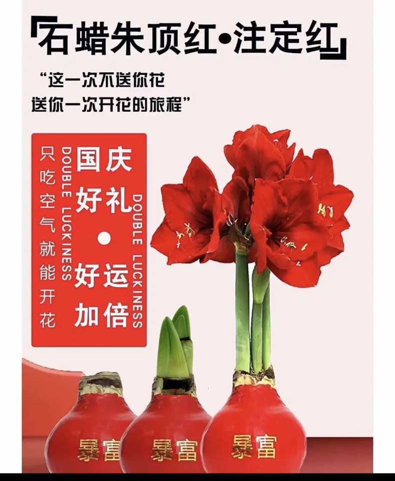 Срок подписки цветов 石蜡朱顶红 封蜡球懒人花卉植物耶诞节新年春节情人节礼