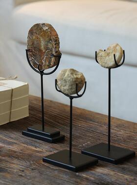 东方海螺木化石头摆件海洋生物装饰品玄关客厅书架标本石头天然