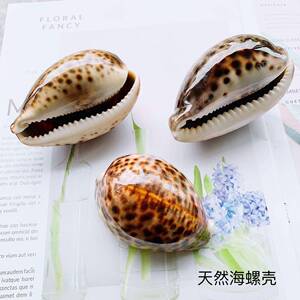 贝壳 宝螺收藏手把件鱼缸水族装饰天然豹纹宝螺镇尺家庭装饰标本