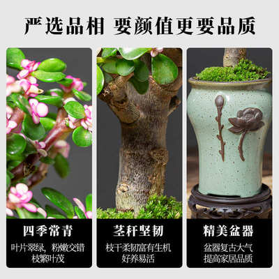 金枝玉叶老桩造型盆栽花卉植物室内办公室桌面客厅小绿植多肉盆景