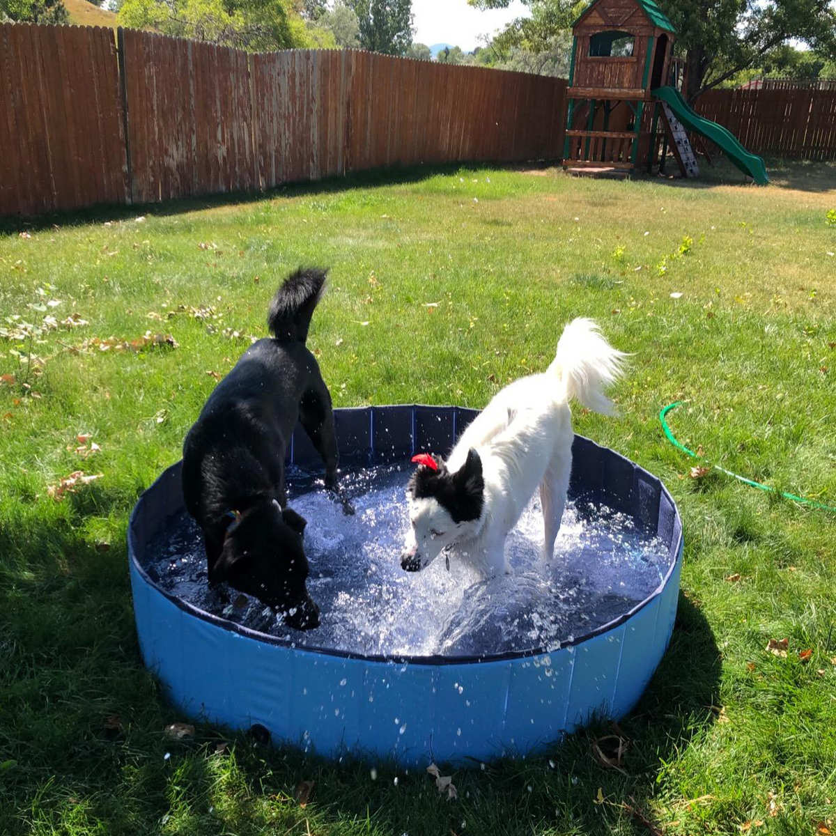 游泳池猫咪洗洗澡盆大型犬浴盆桶便捷浴缸洗澡宠物用品可折叠狗狗