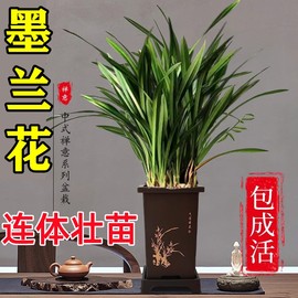 墨兰兰花苗大花卉盆栽，室内浓香绿植物金边企黑贺岁兰四季好养