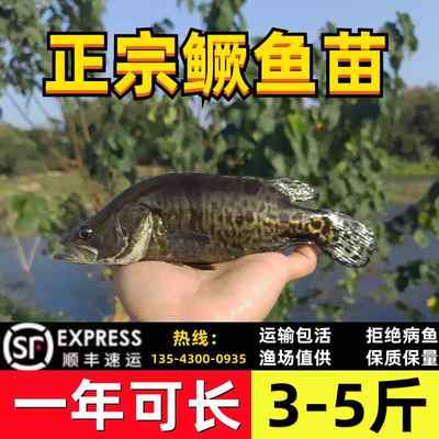 鳜鱼苗桂花鱼苗淡水养殖食用翘嘴鳜大眼鳜斑鳜鱼肉食活体纹鳜鱼苗