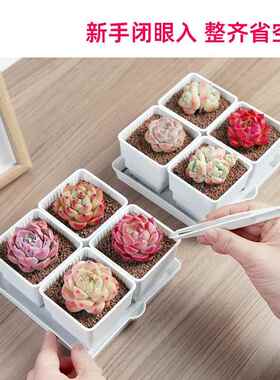 美莳种多肉植物的花盆组合塑料创意小白方带托盘一体控根金小