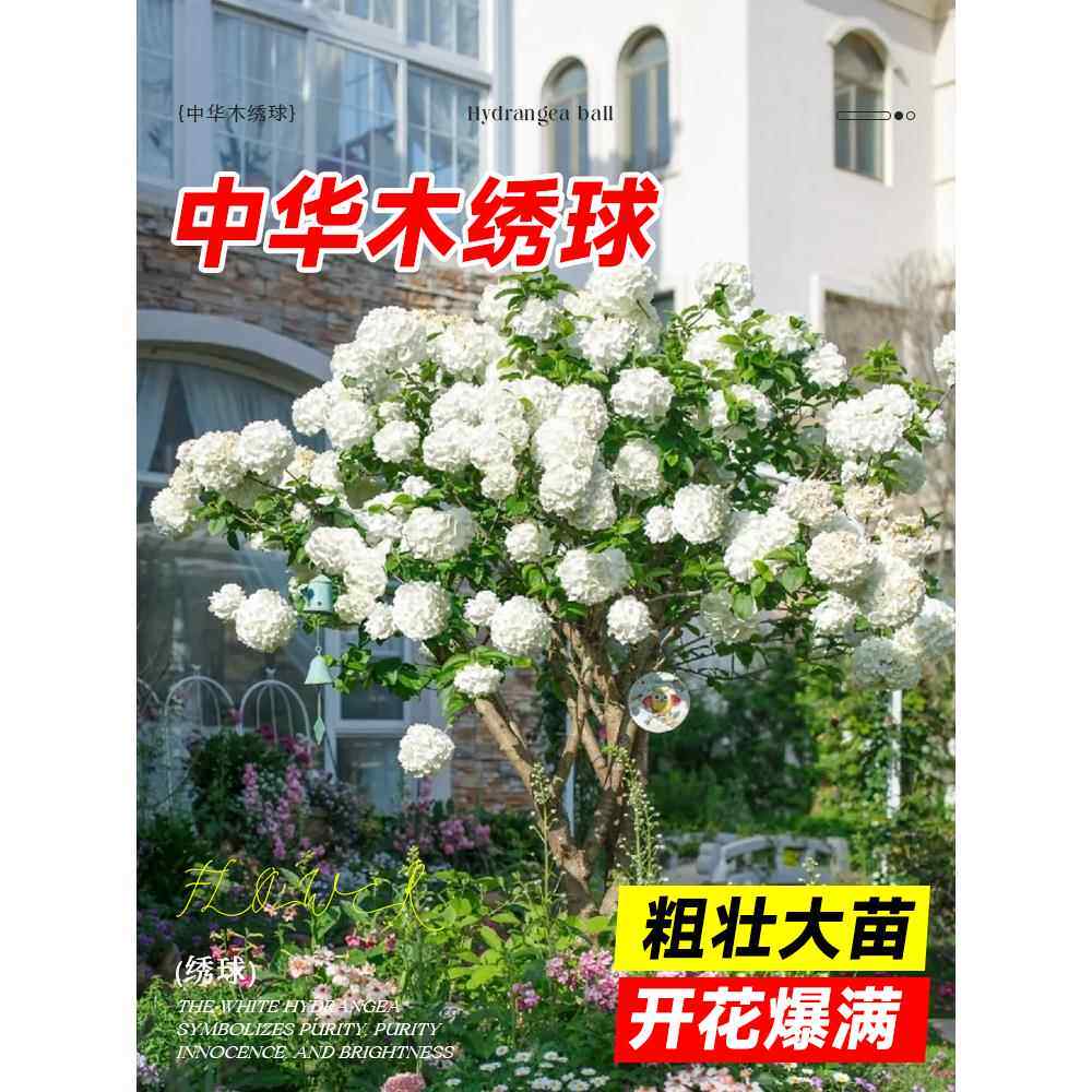 中华木绣球树苗大花斗球老桩欧洲木绣球别墅庭院花卉盆栽木本植物