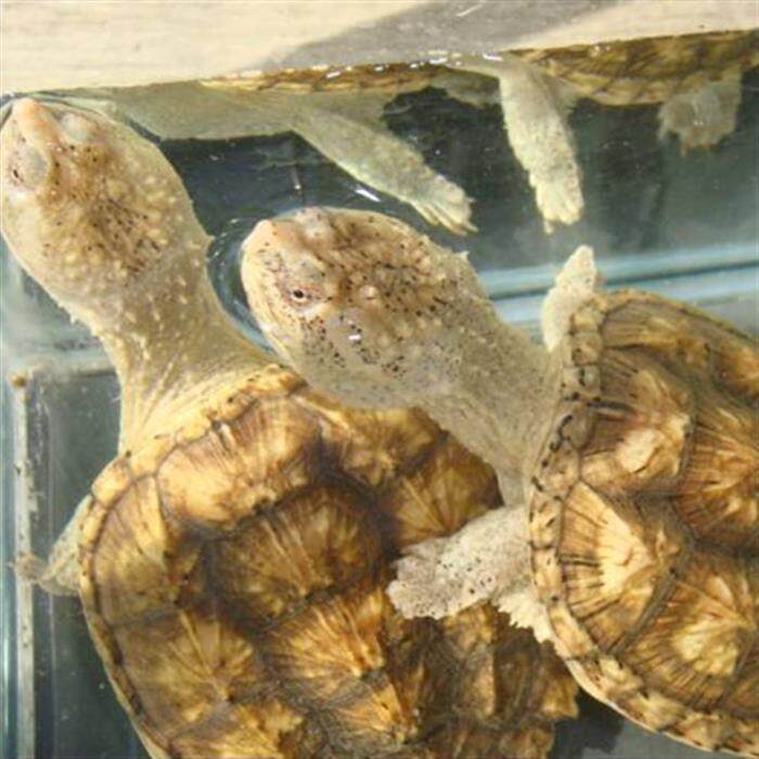 鳄龟纯佛凶猛爆刺王杂佛鳄鱼龟苗宠物小鳄观赏招财黄壳大鳄龟