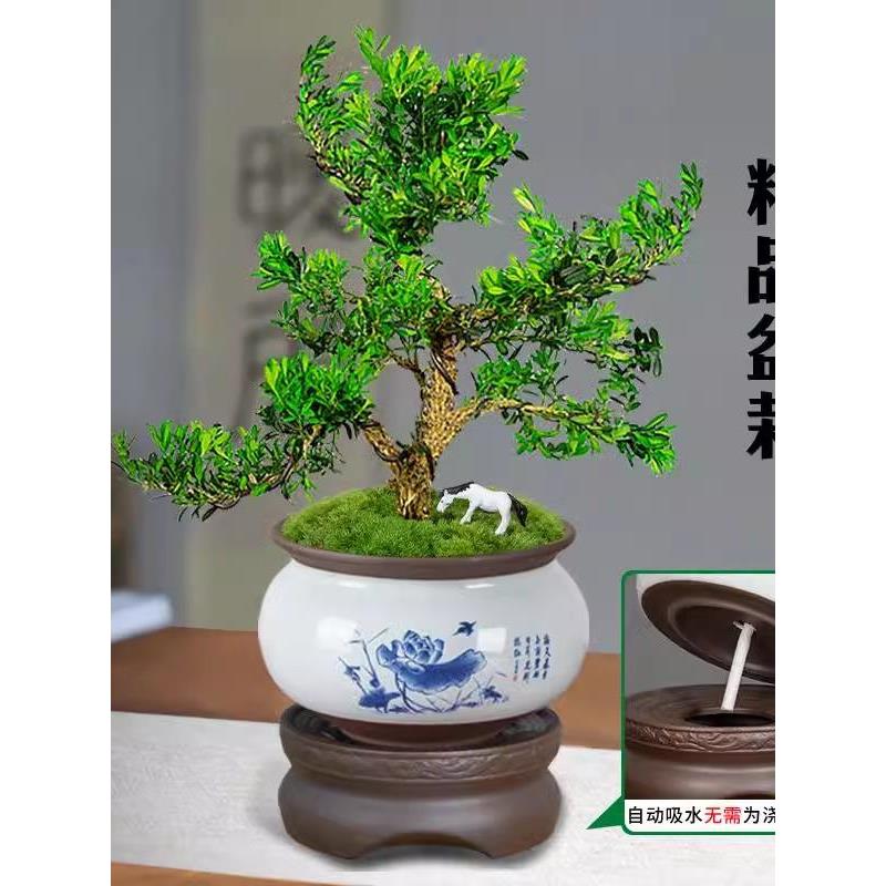 黄杨老桩盆景树苗雀舌皱皮造型小叶盆栽绿植室内客厅好养树桩植物