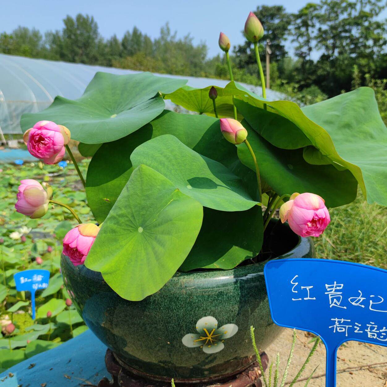 红贵妃多花碗莲种藕苗子盆栽荷花苗室内阳台庭院鱼池水生植物四季