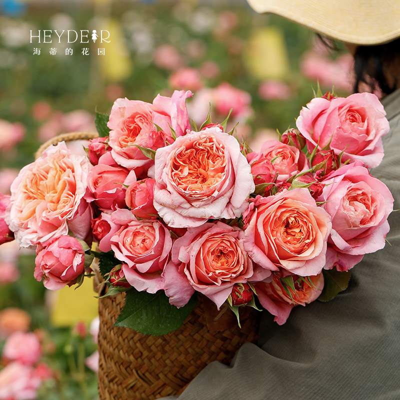 海蒂的花园 维多利亚秘密包子花型切花月季阳台庭院盆栽地栽花卉