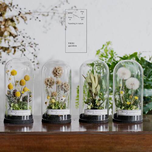 植物永恒的礼物花园斯堪的纳维亚干花家玻璃盖标本展示珠宝研究装