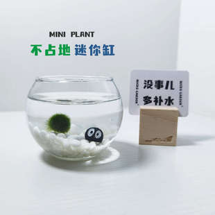迷你植物微景观 marimo海藻球生态瓶 桌面好养萌宠小鱼缸新年礼物