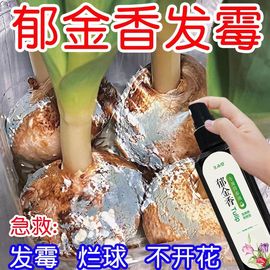 巨好用郁金香水培营养液专用种球发霉腐烂促发芽开花液体肥料