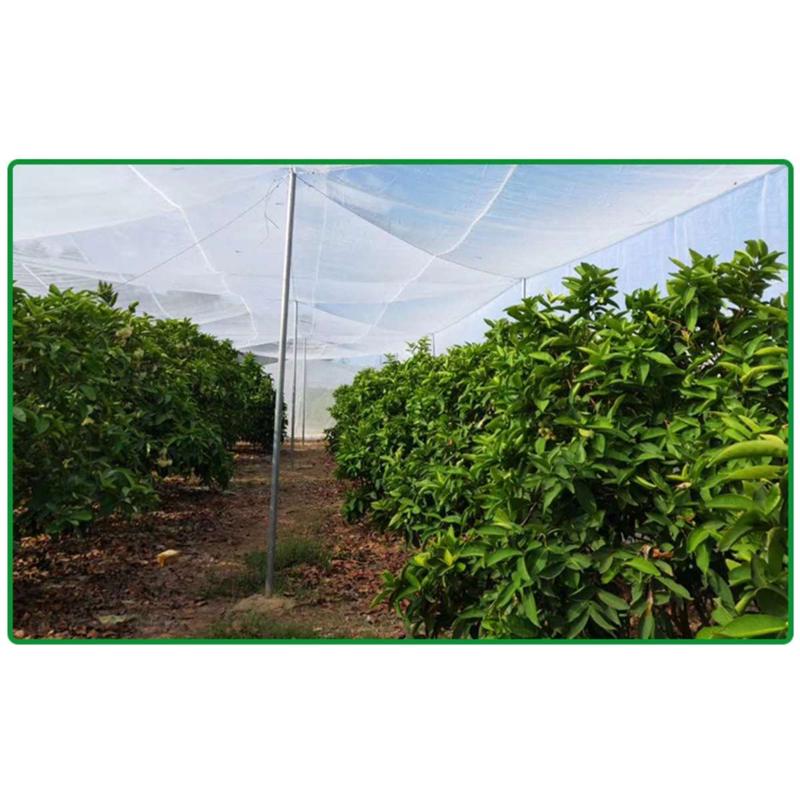 窗蔬菜养殖厂场防蚊网化大猪果园防鸟网防虫网网棚网纱脐橙老抗养