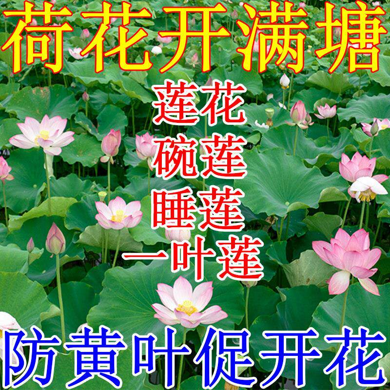 荷花专用肥料不伤鱼睡莲碗莲治黄叶发黑腐烂无异味水培莲花营养液