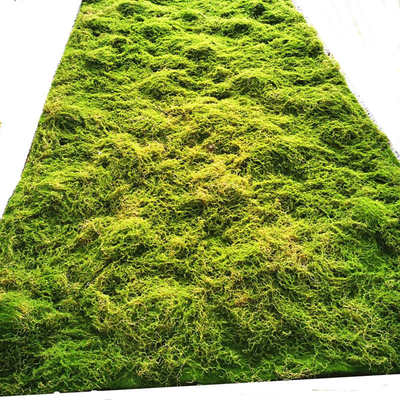仿真青苔藓店铺造景绿植人造假草皮假苔草微景观橱窗盆景墙面装