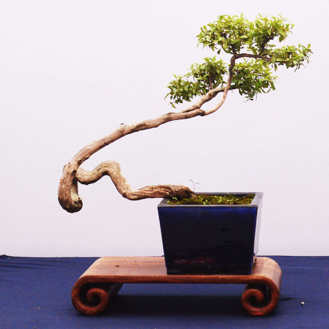 瓜子黄杨盆景造型黄杨老桩实物矮霸造型黄杨盆景四季常青树桩素