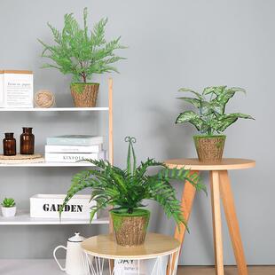 小盆栽仿真植物装 多肉假绿植家居室内桌面摆件 饰绿萝叶龟背叶个性