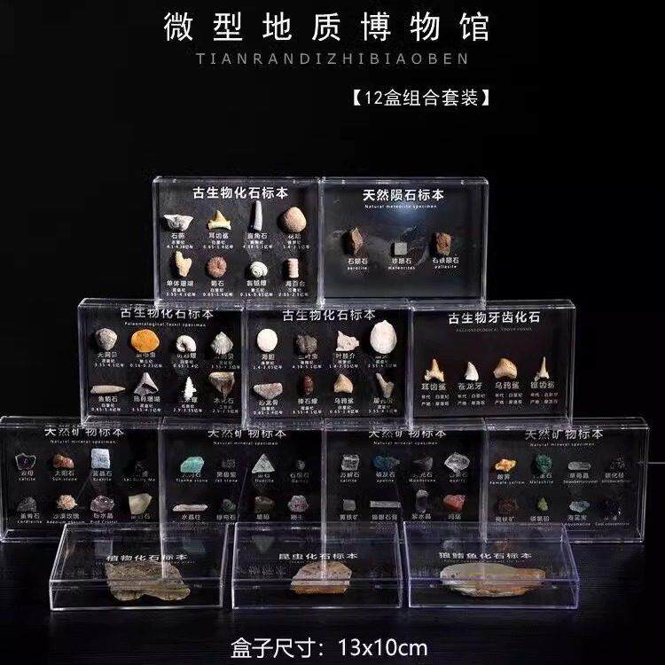 天然化石矿石陨石牙齿植物狼鳍鱼昆虫古生物化石科普教学标本摆件