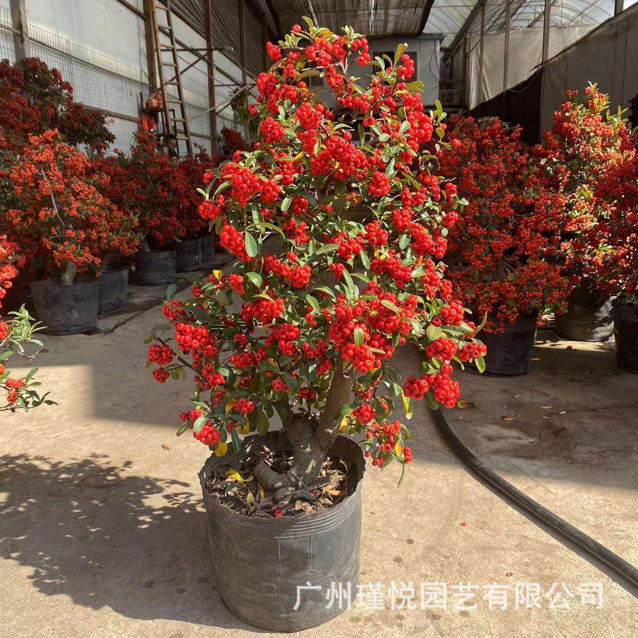 高品质室内盆栽富贵籽年宵花节日装饰盆景火棘树观果绿植基地