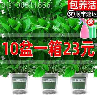 绿萝盆栽室家内植物花卉绿植水长藤垂吊515131培叶绿箩大新房用吸