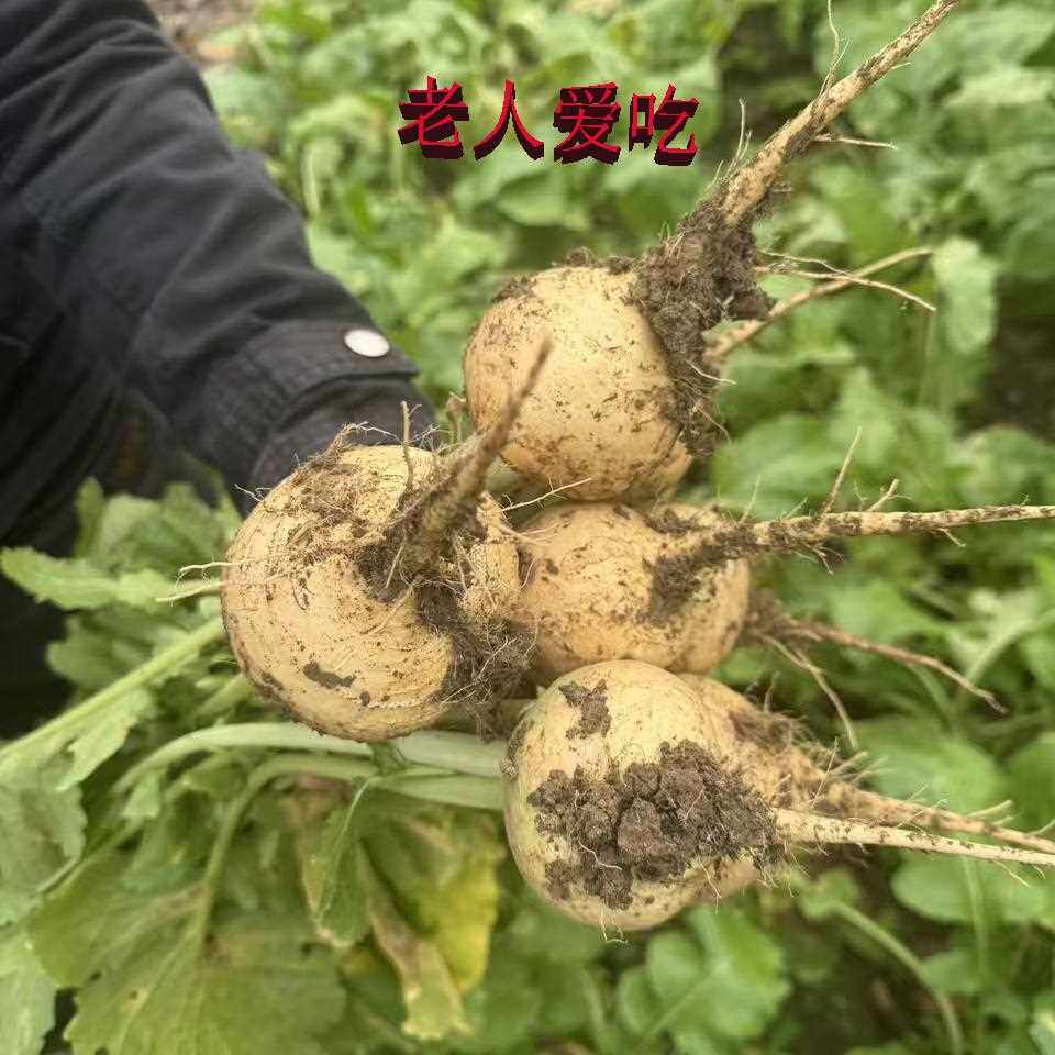 农家自种新鲜蔓菁甜麪疙瘩蛮茎高丽菜熬小米粥黄白瓤硷性包邮