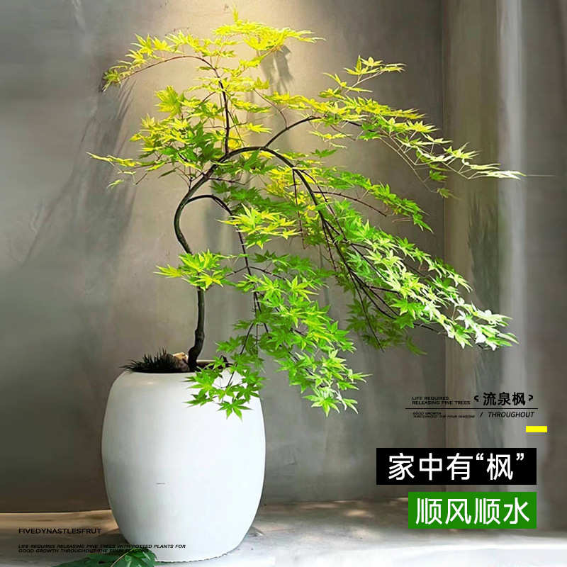 流泉枫造型盆栽景绿植室内阳台办公室客厅好养活四季大型批发