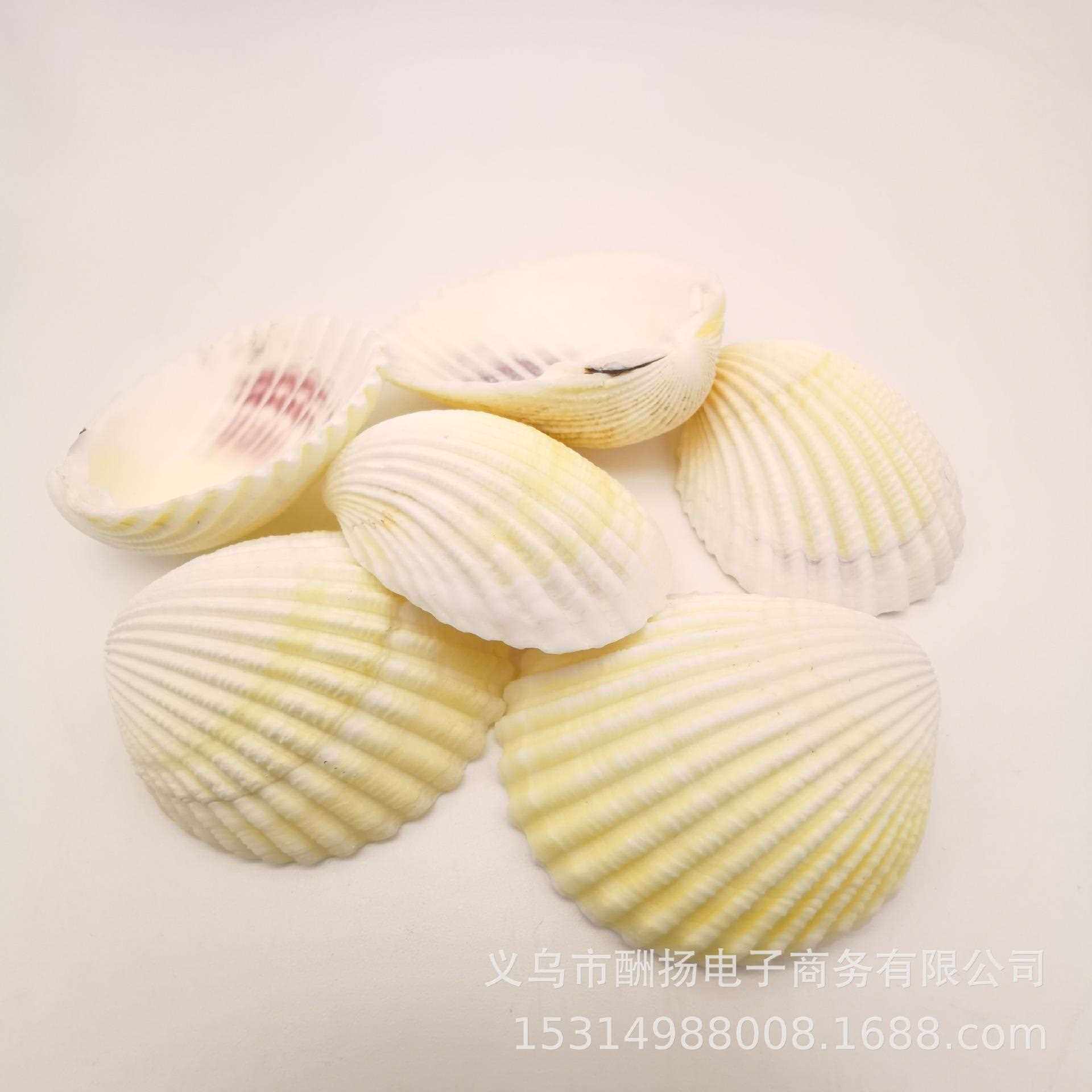 天白色扇贝椰壳海螺狮子涂子贝 鸦绘画鱼然缸水族箱地台装饰狮子