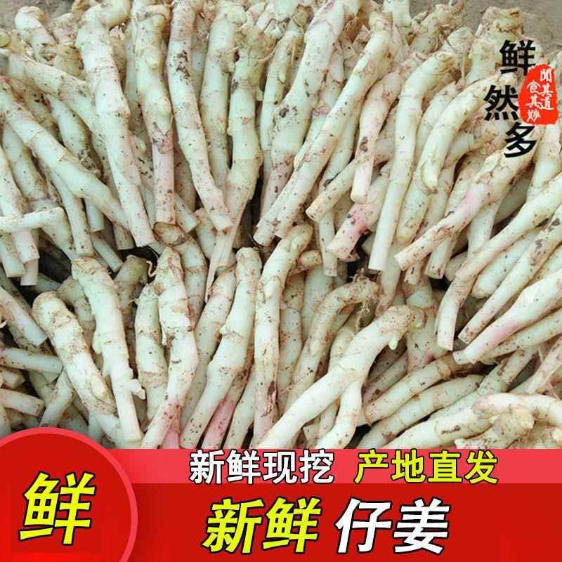四川农家新鲜细小仔姜嫩姜姜芽新鲜现挖做泡菜醋泡产地发生姜