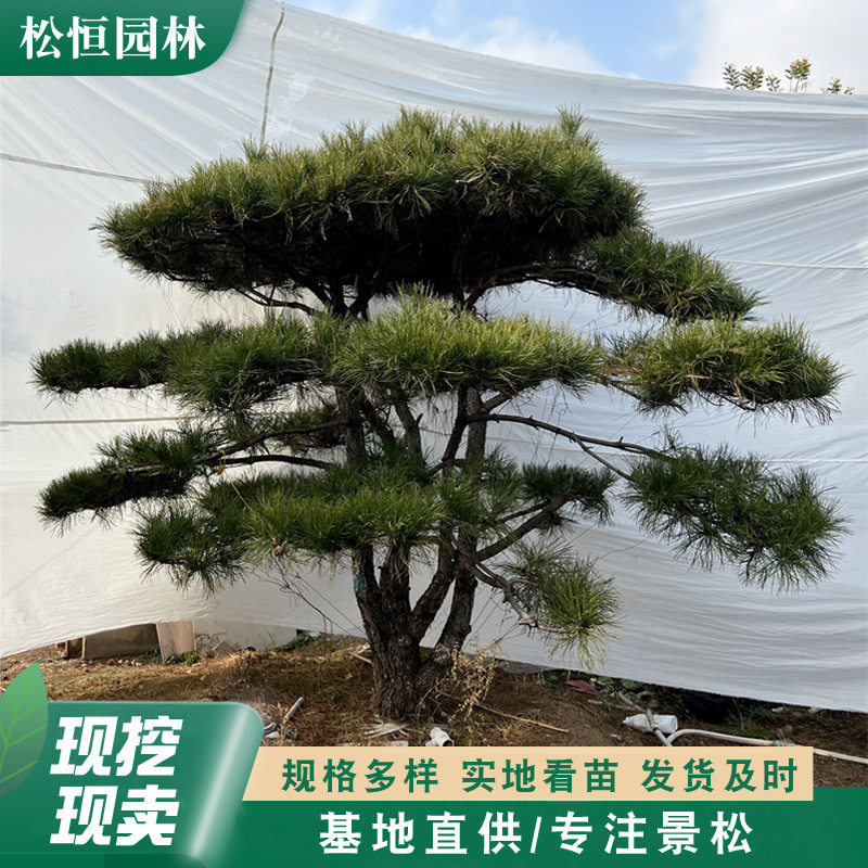 基地直发飘逸造型松 园林绿化迎客造型油松 别墅庭院临水造型黑松