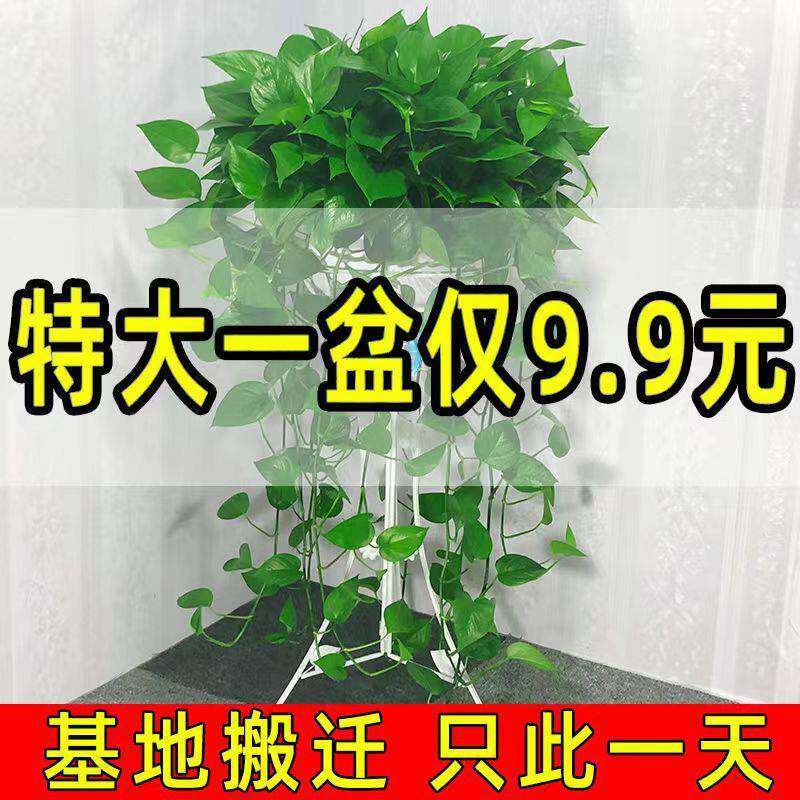 360绿萝盆栽大叶长藤室内花卉植物特大盆绿箩家养水培绿植