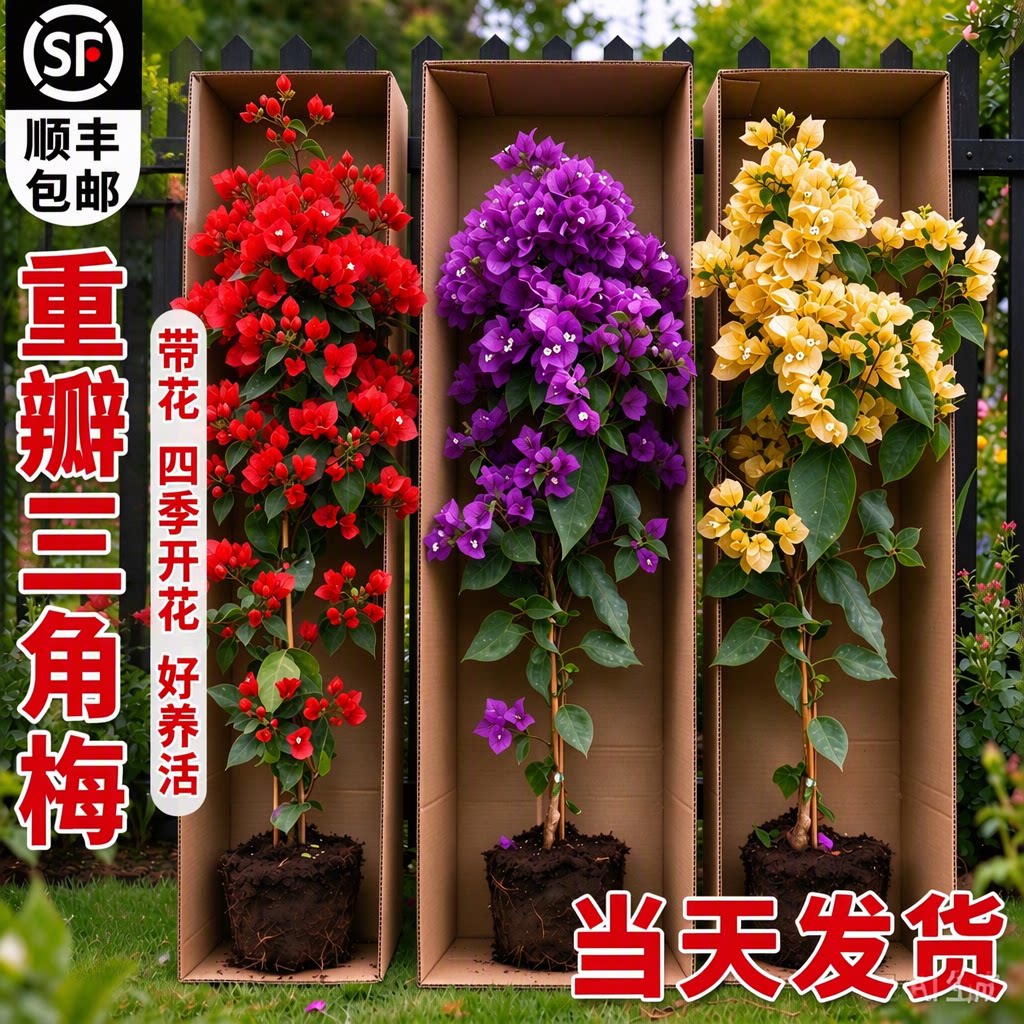 重瓣三角梅老桩盆栽带花四季开花爬藤绿植室内好养顺丰包邮旗舰店