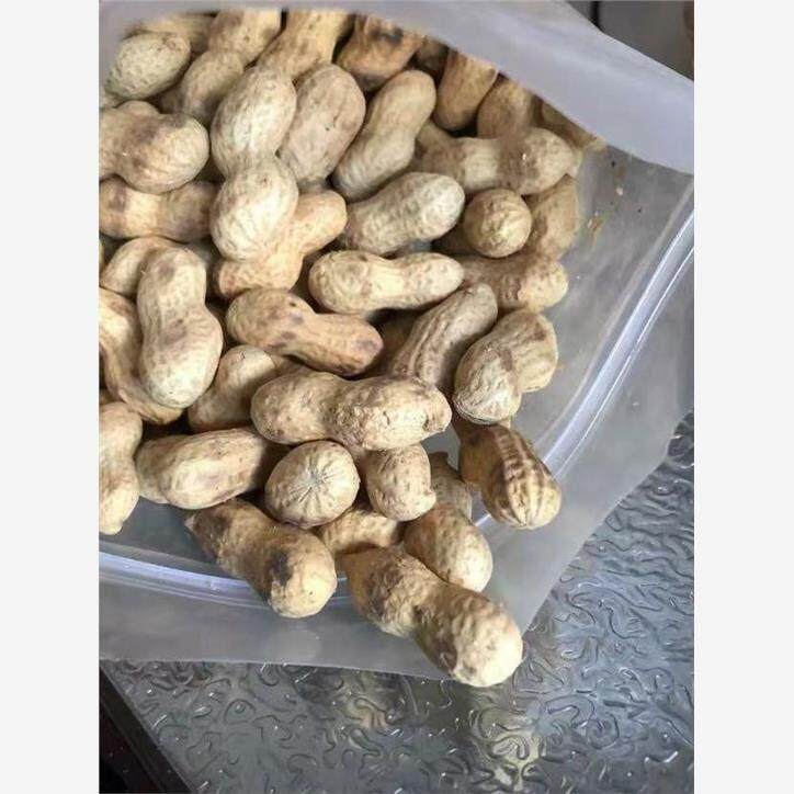 新货新日期分火候的柴火炒小花生散装颗粒饱满每日现炒原味东北小
