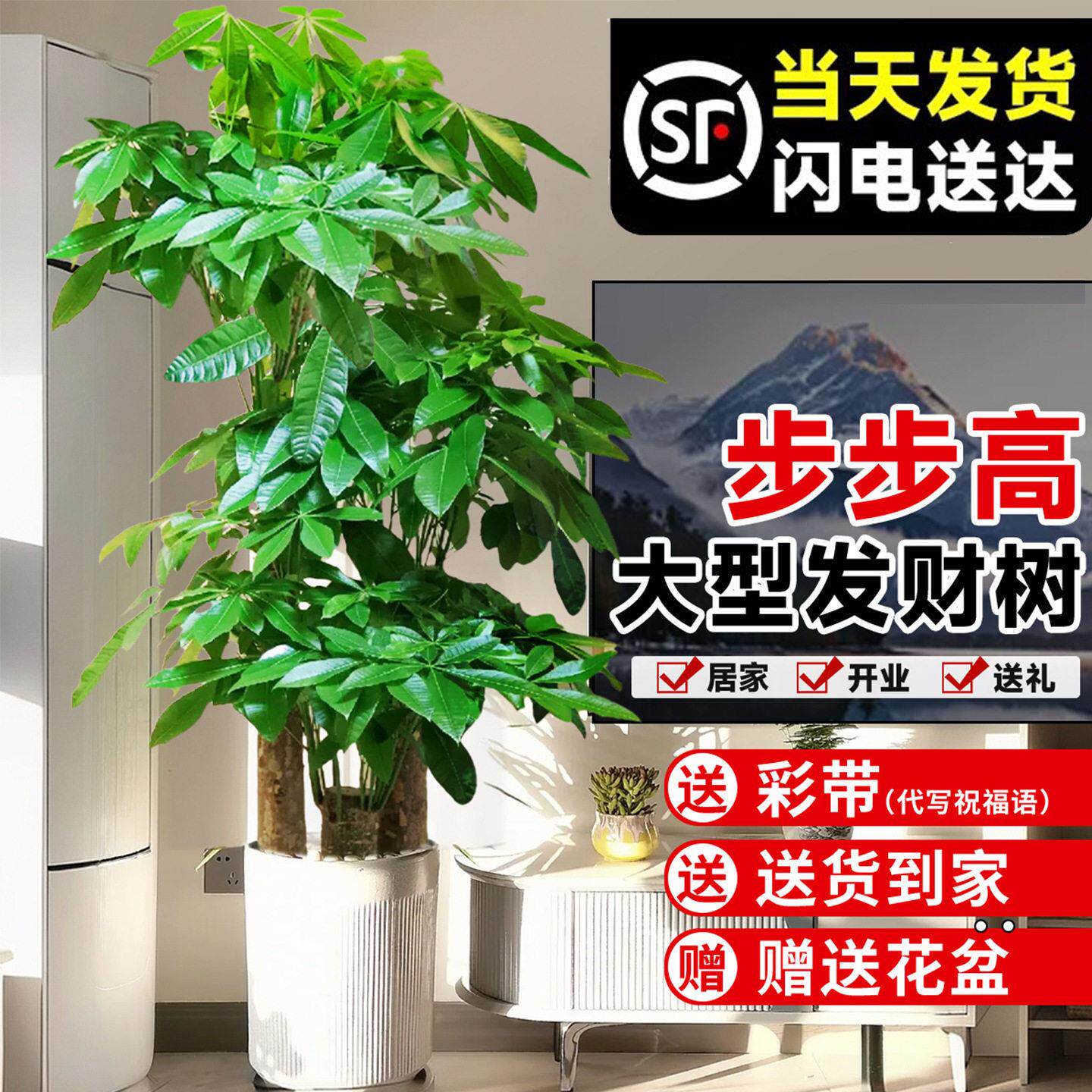 三杆发财树客厅盆栽大室内大型绿植乔迁新居公室开业送礼