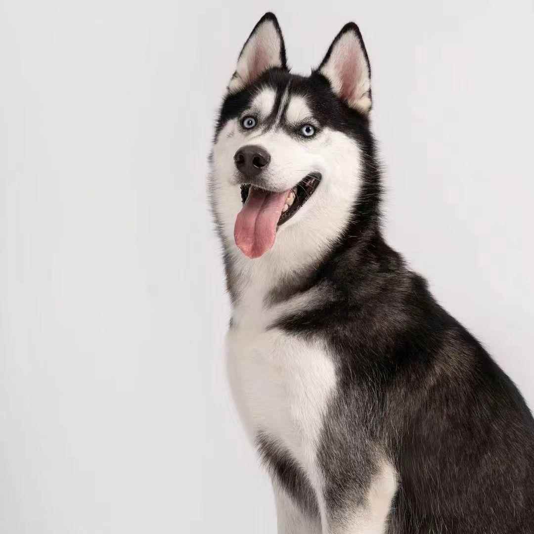 哈士奇幼犬活体二哈小狗狗活泼宠物犬陪伴可爱幼宠大头便宜狗看家