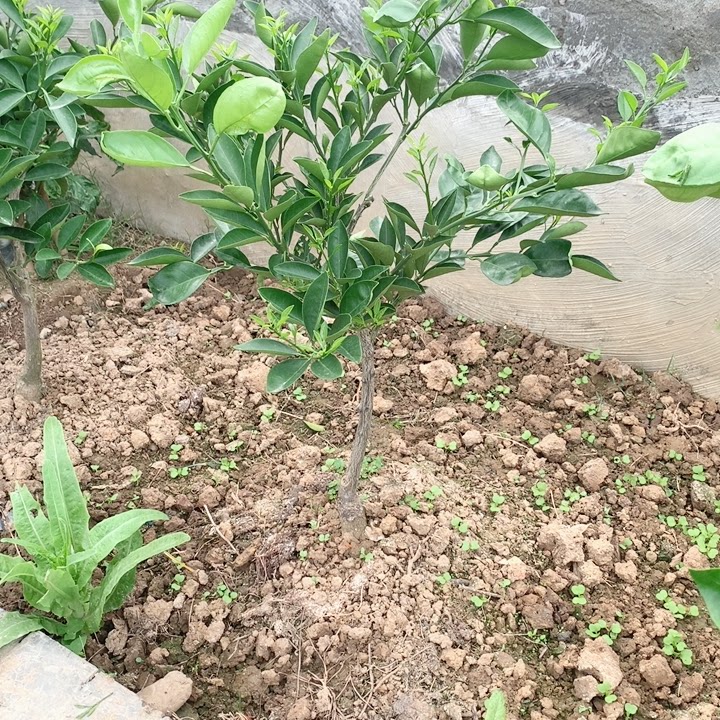 2号红肉脐橙桌面绿植