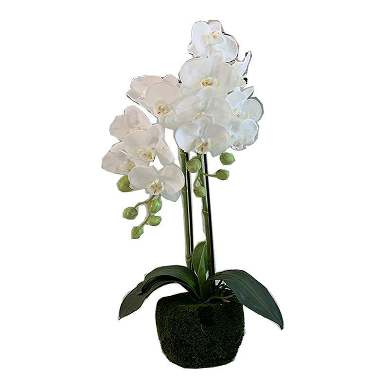 仿真花蝴蝶兰植物盆栽装饰花办公室 拍摄道具 假花 婚庆