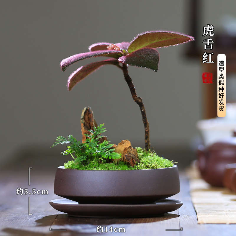 绿室内耐阴舌虎情绪稳定红植景观桌面微植茶室盆栽禅意盆景造景