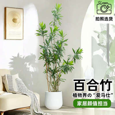 造型百合竹金边彩竹龙血树客厅绿植室内大盆栽真植物北京同城配送