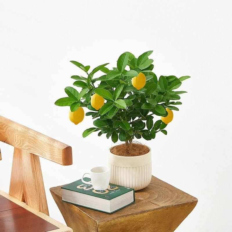 香水柠檬树盆栽可食用果树办公室内桌面绿植阳台植物花卉好养易活